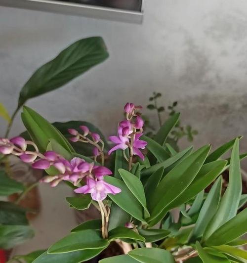 石斛兰怎么养,从种植到养生的全面指南