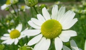 夏天有什么花开放,夏季盛开的花朵概览