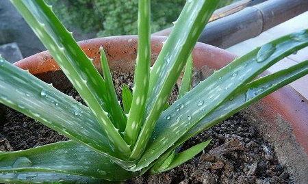 芦荟都有什么品种,多样品种满足观赏、食用与药用需求