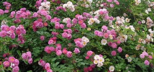蔷薇花怎么修剪,春季与秋季养护秘籍