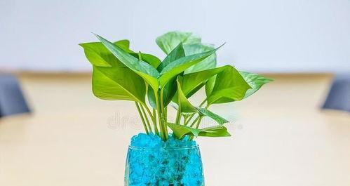 什么植物适合水培,轻松养护，增添家居绿意