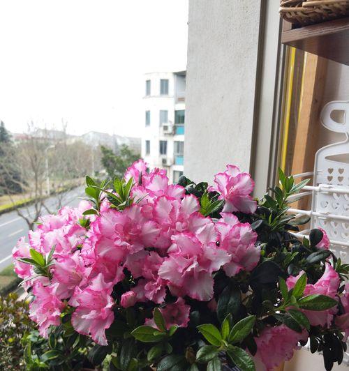 杜鹃花怎么养家庭养法,杜鹃花家庭养护攻略