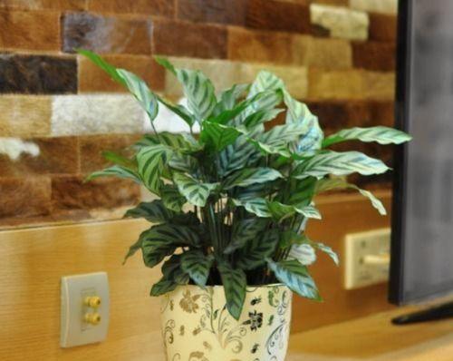 室内绿植怎么养,室内绿植养护全攻略
