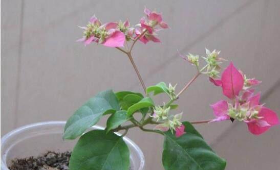 叶子花怎么养,打造美丽家居的秘诀”