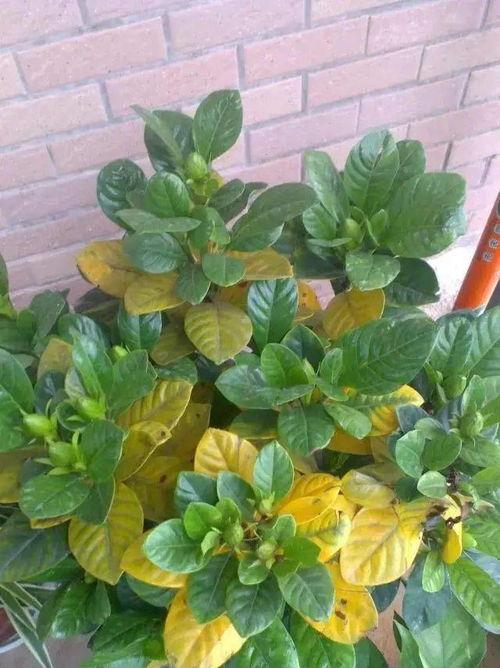 栀子花黄叶怎么办,栀子花黄叶问题解析与解决攻略