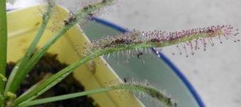 花上有小飞虫怎么办,有效应对花上小飞虫的防治方法”