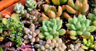 多肉植物怎么养,从新手到专家的全面指南