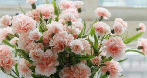 康乃馨怎么养,花中瑰宝的保健秘籍”