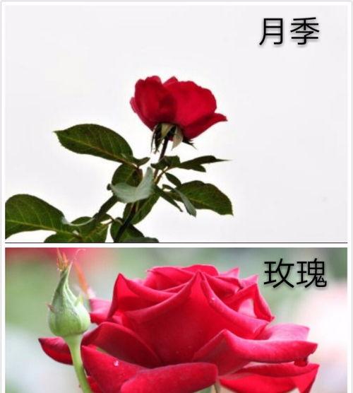 月季和玫瑰有什么区别,花中姐妹的异同探秘
