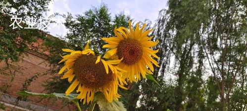 向日葵怎么种植方法,从选种到养护的实用指南