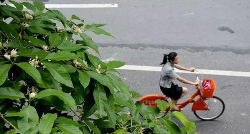 佛山市花是什么花,木棉花绽放的佛山之美