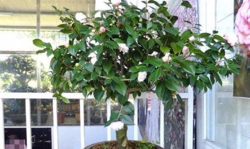 盆栽茶花怎么养,从土壤到病虫害防治