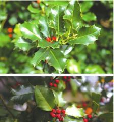 冬天有什么植物,冬季植物种类及养护指南