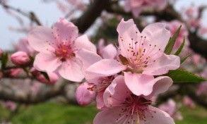 桃花是什么颜色的,桃花色彩斑斓的画卷