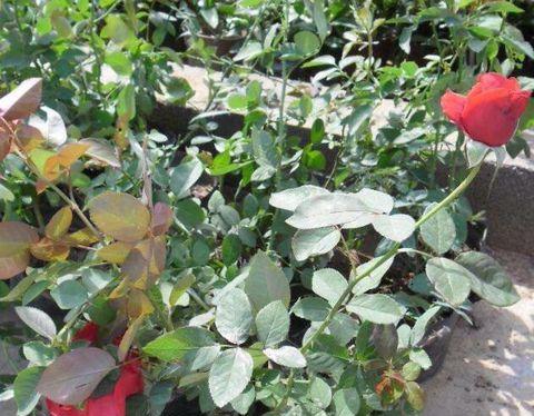 月季花怎么浇水,科学灌溉，助力花朵绽放