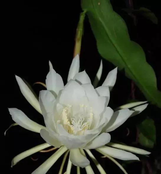 昙花一现是什么花,神秘夜晚绽放的美丽花朵