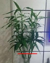 富贵竹长高了怎么修剪,轻松打造美观大方造型”
