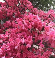 映山红怎么养,从种植到养护的全方位指南