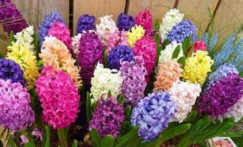 风信子是什么,神秘花语与优雅象征的探索