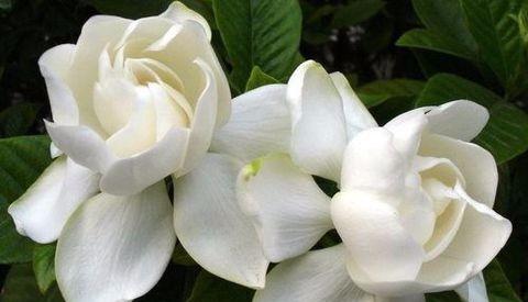 栀子花怎么浇水,科学浇灌，养出美丽花朵