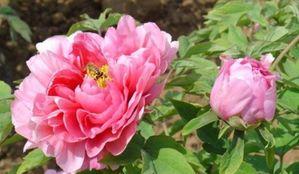 牡丹花后怎么修剪,促进来年花开更盛，养护技巧全解析”