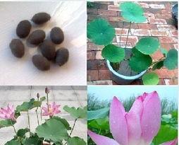 荷花种子怎么种植,从选种到养护的实用指南