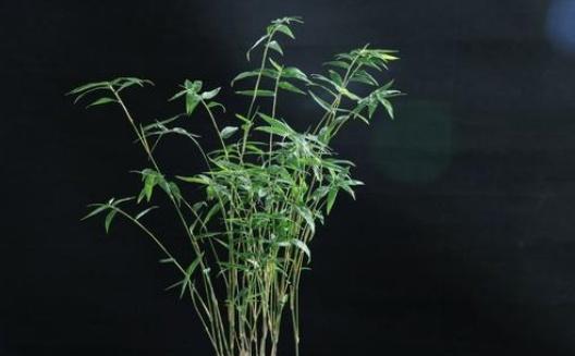 竹子怎么种植方法,从选种到养护的实用指南