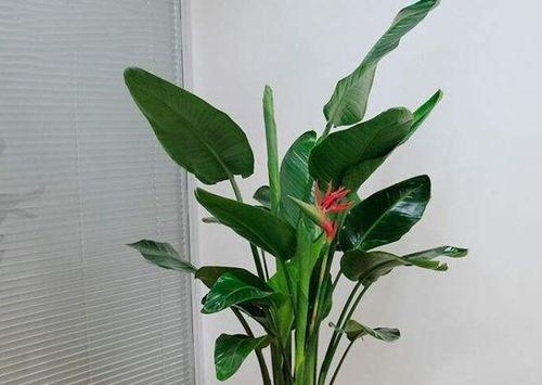 天堂鸟什么时候开花,揭秘其独特的开花周期与美丽瞬间