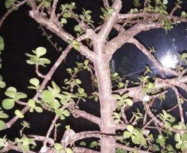 马齿苋树怎么修剪,从幼苗到老桩的养护之道