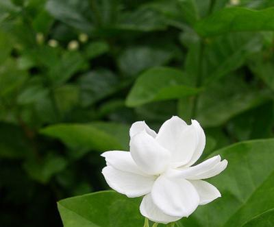 茉莉的花语是什么,纯洁爱情与美好寓意的象征