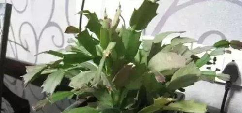 蟹爪兰怎么浇水,科学浇水，养出美丽花朵”