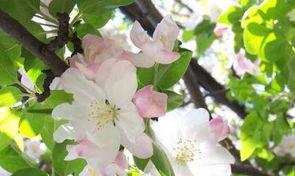 西府海棠什么时候开花,西府海棠花开时节探秘”