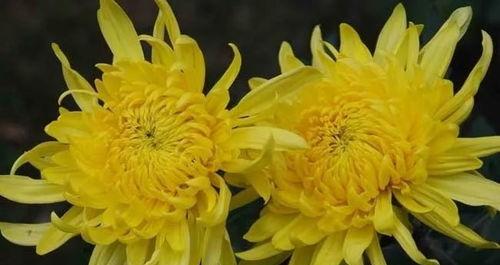 菊花怎么繁殖,菊花繁殖方法详解