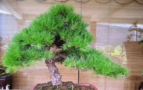 松树怎么养,天然植物的绿色健康生活指南