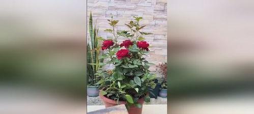 月季花开花后怎么修剪,促进新芽萌发，延长花期