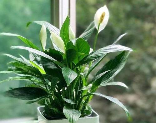 绿植一帆风顺怎么养,轻松打造健康家居环境”