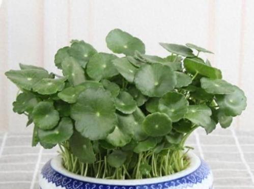 铜钱草要施什么肥,促进旺盛生长的肥料选择
