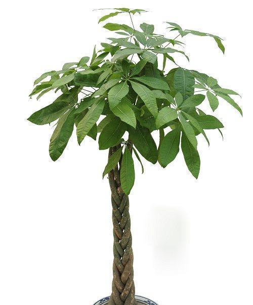 发财树怎么发芽,从播种到茁壮成长的秘诀