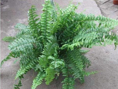 蕨类植物怎么养,“蕨类植物的养护与养生之道”