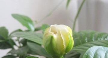栀子花叶子发黄怎么办,栀子花叶子发黄原因及解决方法全解析