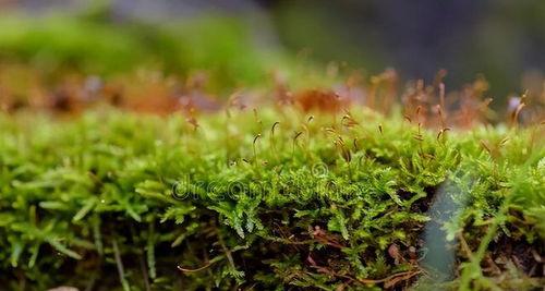 苔藓是什么植物,自然界中的隐秘绿洲与生态拓荒者