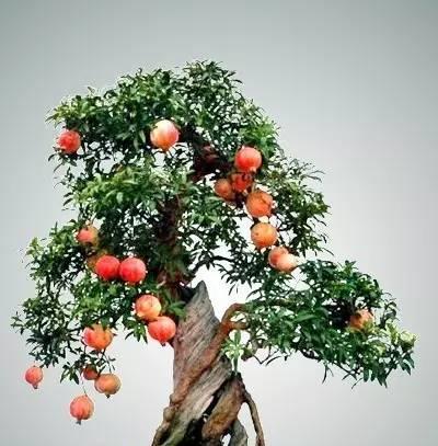 石榴盆栽怎么养,从播种到结果