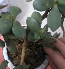 燕子掌怎么修剪,塑造美观株型，提升观赏价值