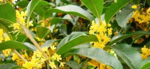 桂花什么时候开花季节,秋季赏桂指南”