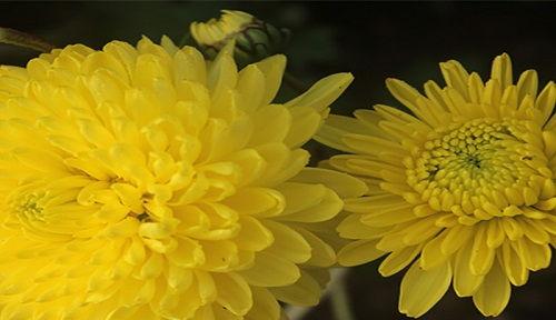 菊花代表什么花语,菊花花语解读