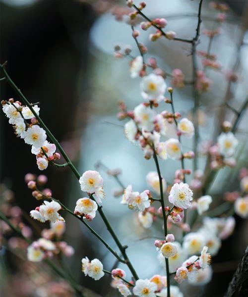 梅花什么季节,冬春之交的傲骨花韵