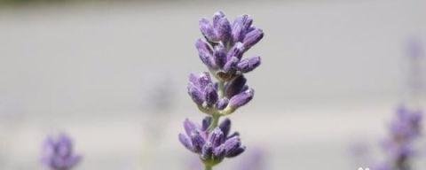薰衣草怎么养,从种植到应用的全面解析