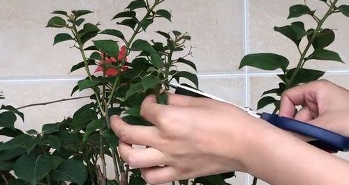 三角梅怎么剪枝