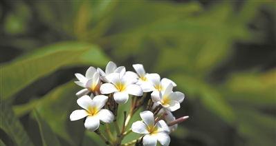 鸡蛋花什么时候开花,春末夏初至金秋十月，赏花指南”