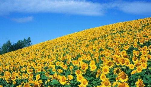 向日葵什么季节开,夏季至初秋的阳光颂歌”